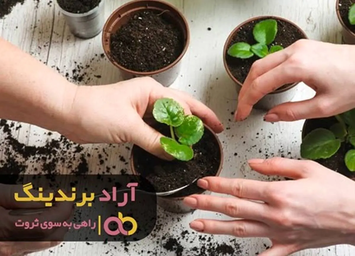 کود به زندگی من روشنایی بخشید