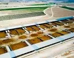 حمایت 40 میلیاردی بانک کشاورزی از راه اندازی بزرگترین طرح پرواربندی گوساله در استان بوشهر