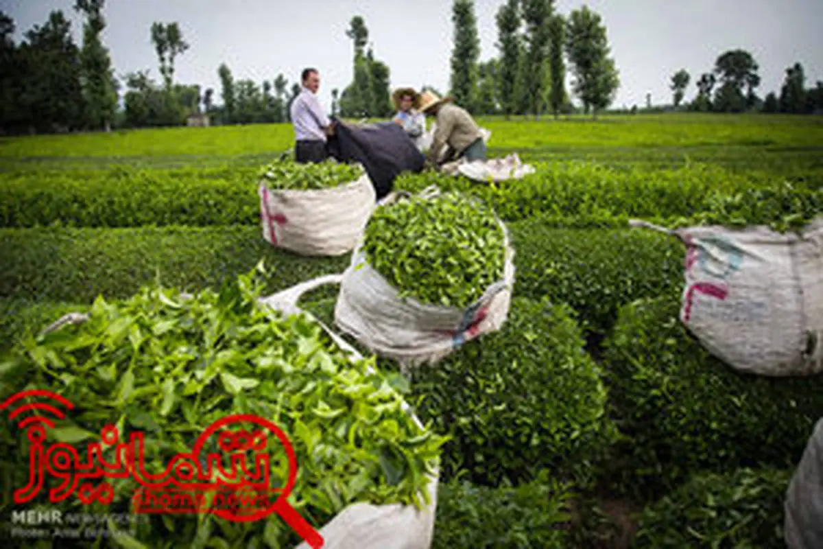 واردات گسترده چای ذائقه مردم را تغییر داده است/کاهش١٠درصدی تولید