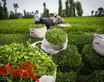 واردات گسترده چای ذائقه مردم را تغییر داده است/کاهش١٠درصدی تولید