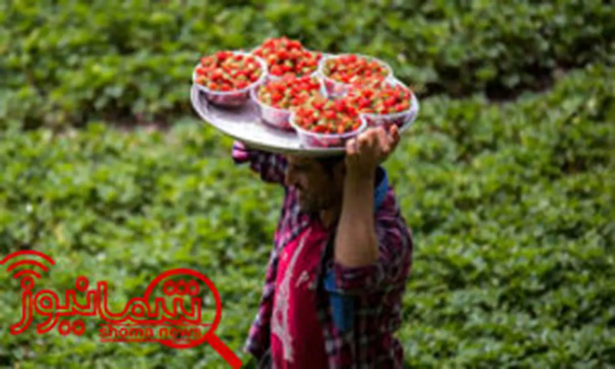 برداشت توت‌فرنگی در «ژاورود»