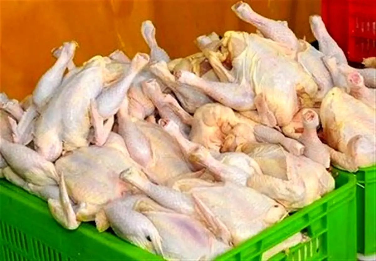 مجوز واردات ۴۵ هزار تن مرغ صادر شد + جزئیات 