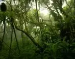 نابودی ترسناک جنگل کنگو؛ تهدیدی جدی برای سیاره زمین+ تصاویر